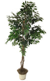 Green 6' Ficus Silk Tree - Artificial