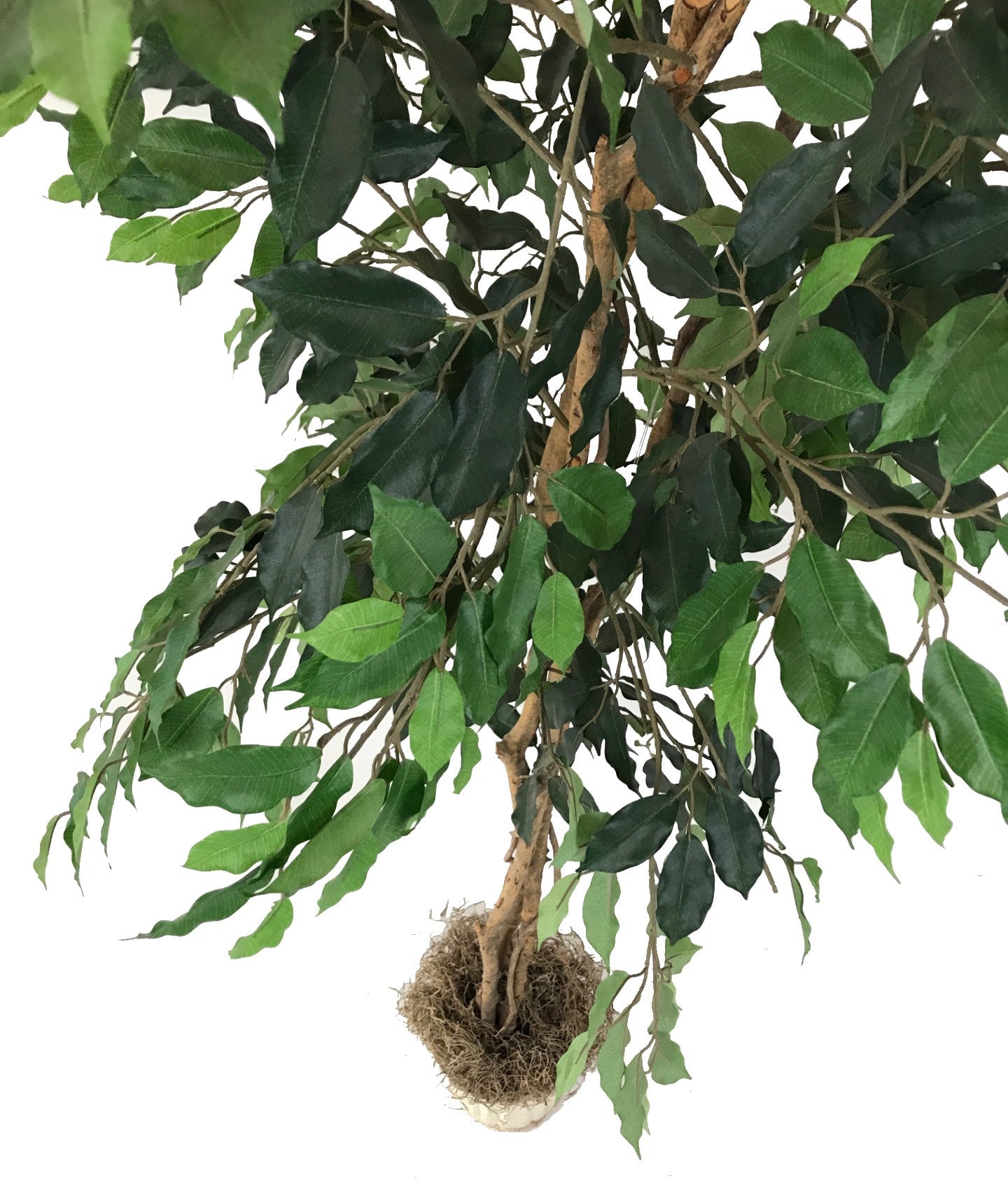 Green 6' Ficus Silk Tree - Artificial